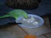 papoušek oběd 005
